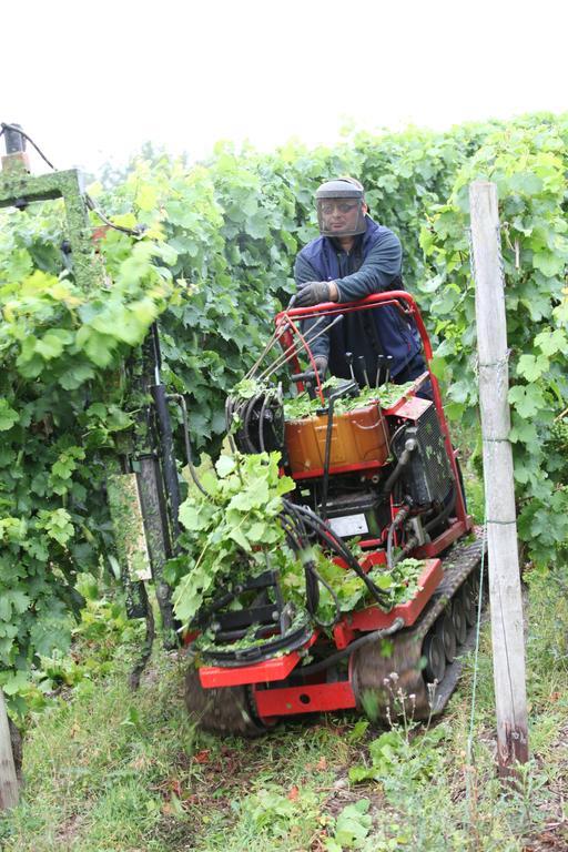 Weingut Pension Gibbert-Pohl Briedel Bagian luar foto